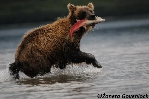 Skażenie Oceanu Spokojnego u wybrzeży Kamczatki spowodowało śmierć zwierząt morskich