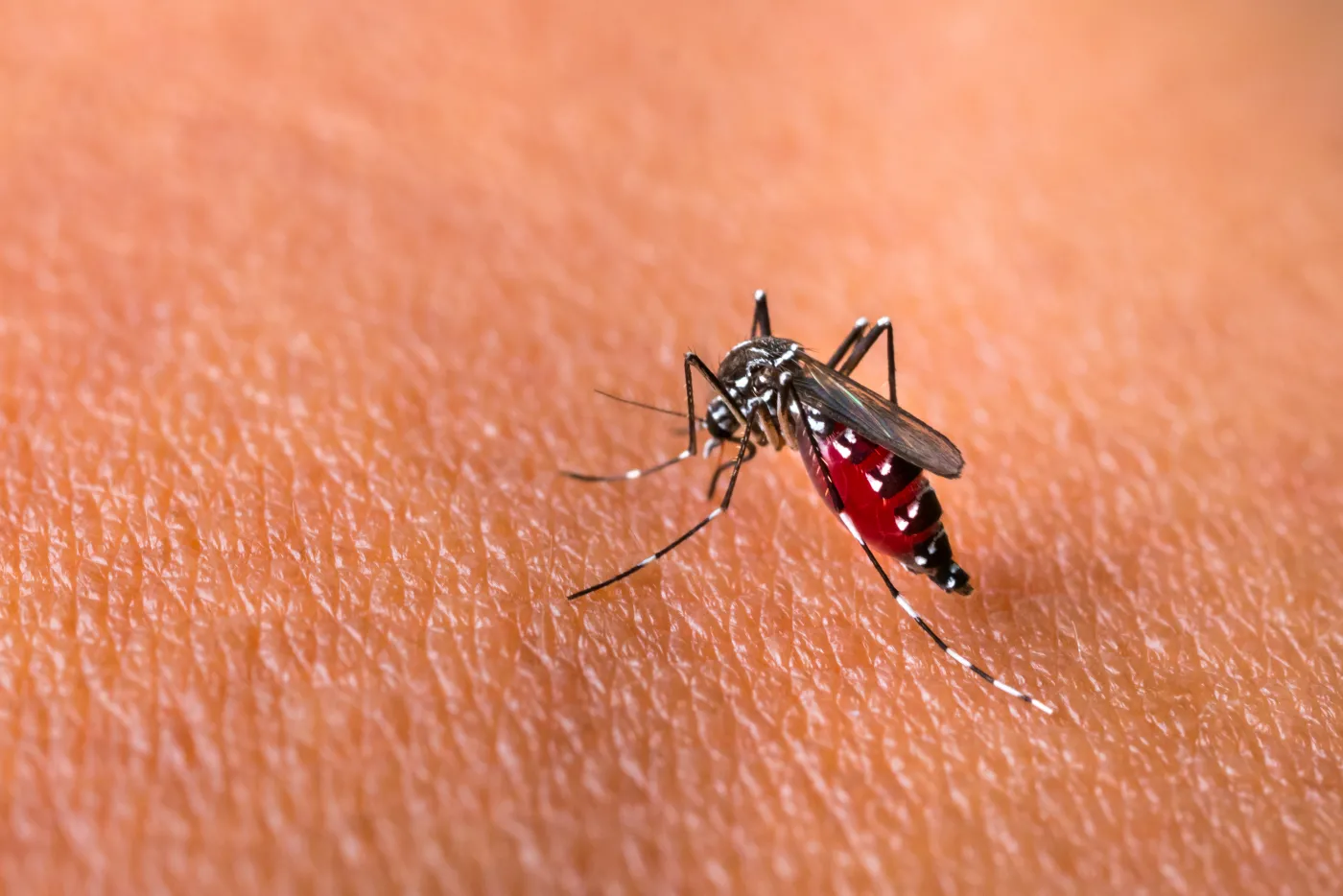 Aedes Aegypti, komar 