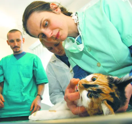 Psychologię zwierząt mogą studiować weterynarze