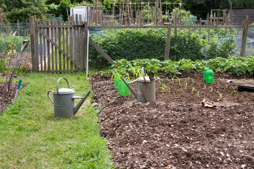 Prawie milion podpisów w obronie ogródków działkowych