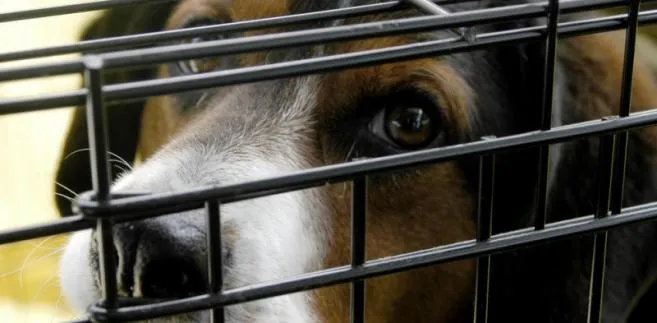 Do 5 lat pozbawienia wolności za znęcanie się nad zwierzętami. Nowe prawo weszło w życie