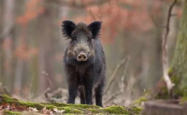 Szybsze szacowanie szkód spowodowanych przez zwierzęta