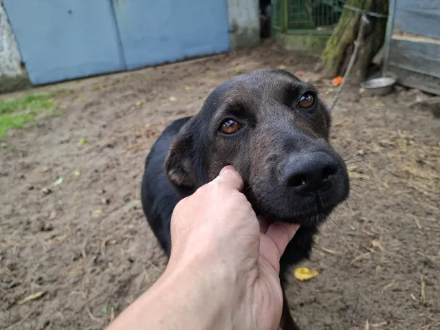 Zakaz trzymania psów na uwięzi. Sejm uchwalił nowelę