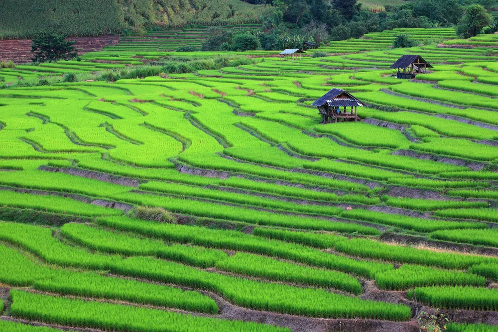 986039-rice-fields-in-northern-thailand.jpg