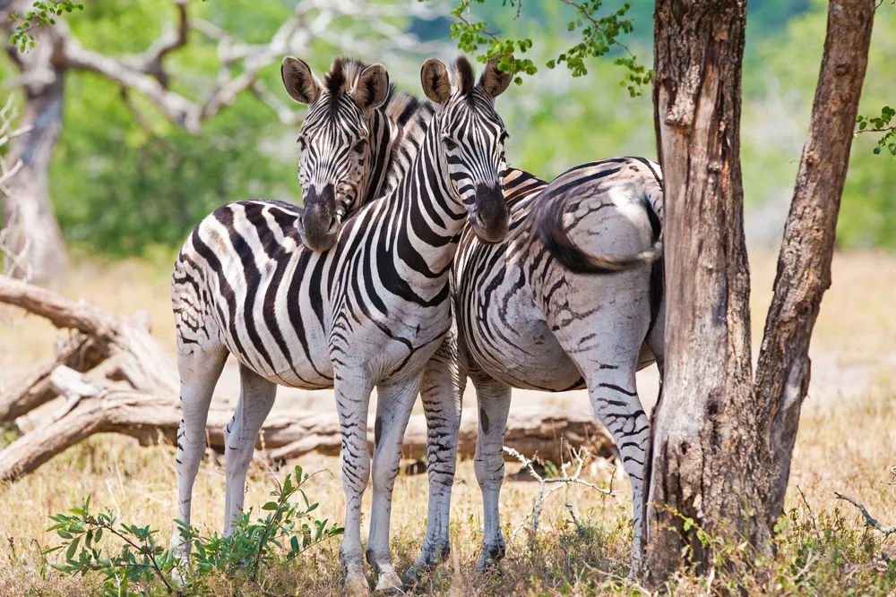 1076100-kruger-national-park-south-africa.jpg