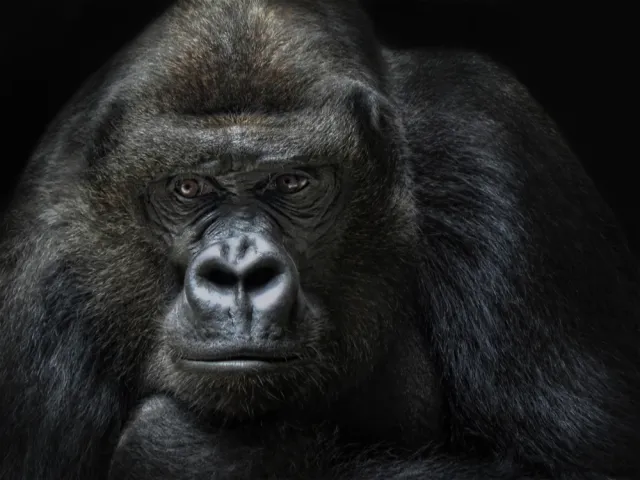 Dyrektor warszawskiego ZOO o polityce w świecie zwierząt