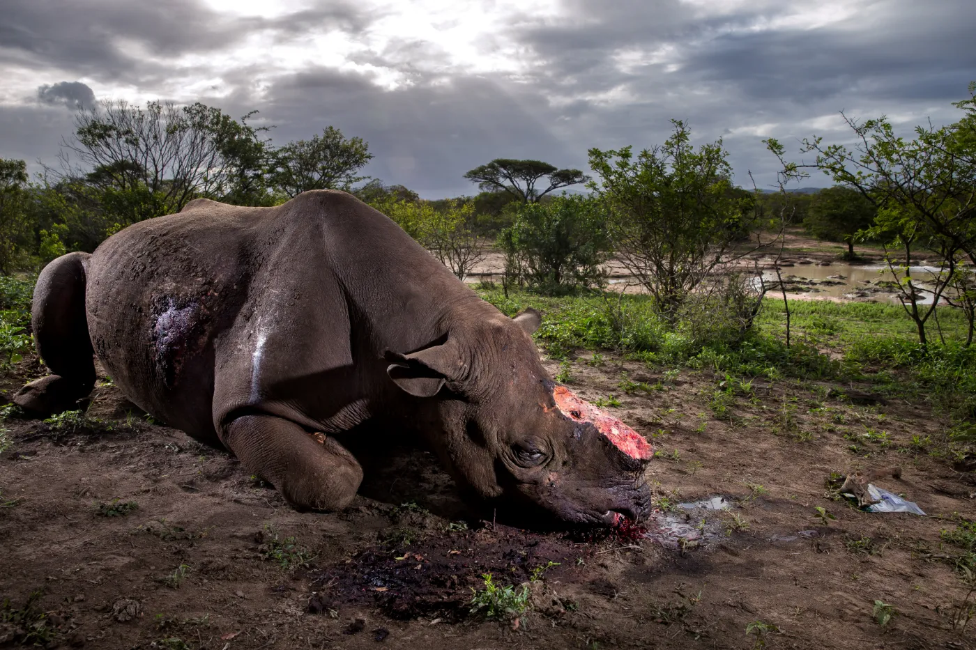 Zwycięzcy World Press Photo. Zobacz zdjęcia
