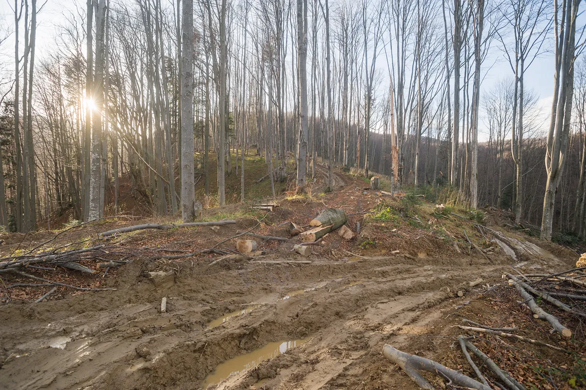 4374420-wynicka-w-nadlesnictwie-suposiany.jpg
