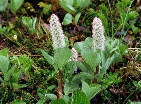 Arctic Willow Spears --- Image by  Hal HorwitzCORBIS