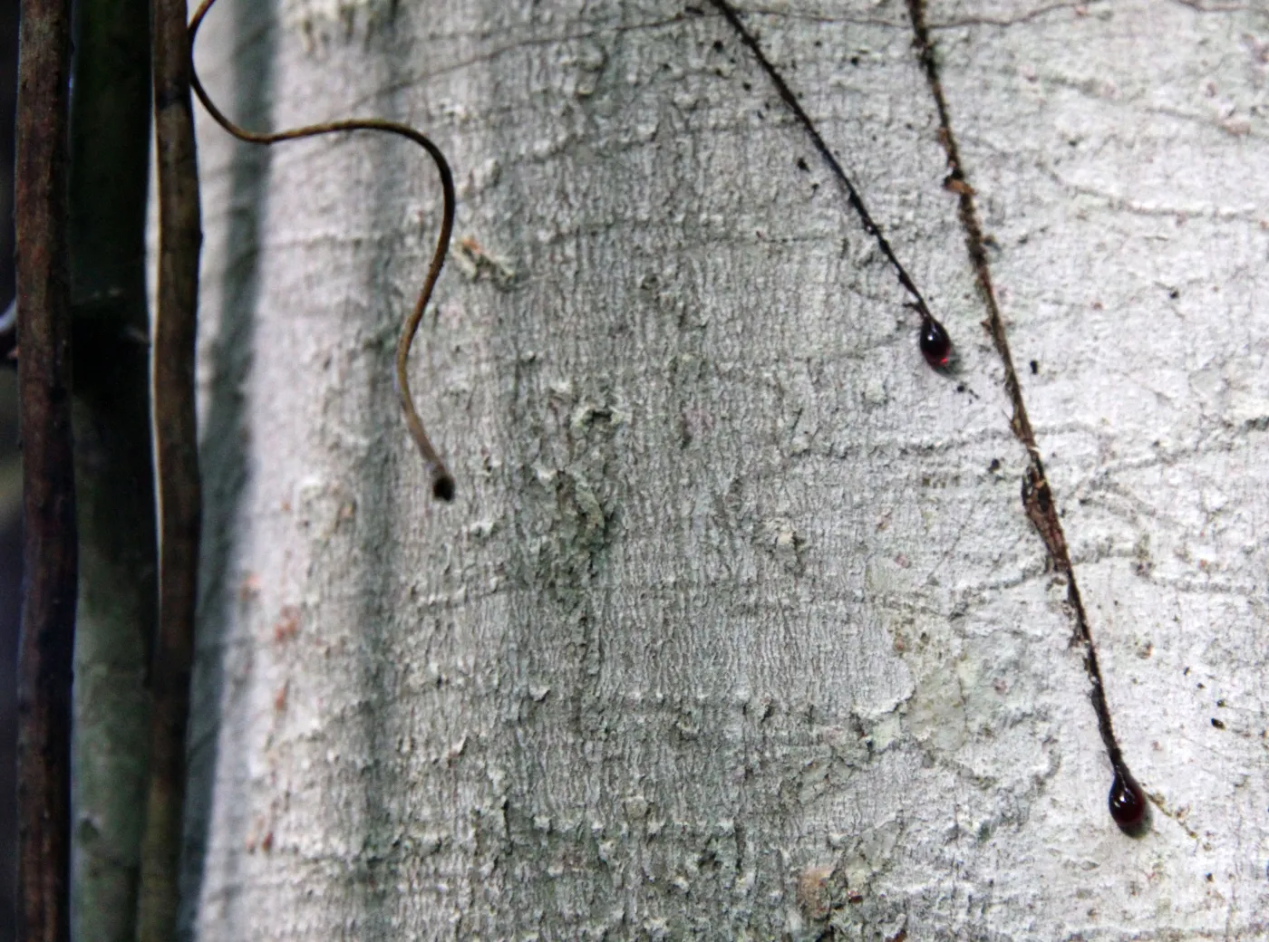 2414123-dragon-blood-tree-sok-ma-m-in.jpg