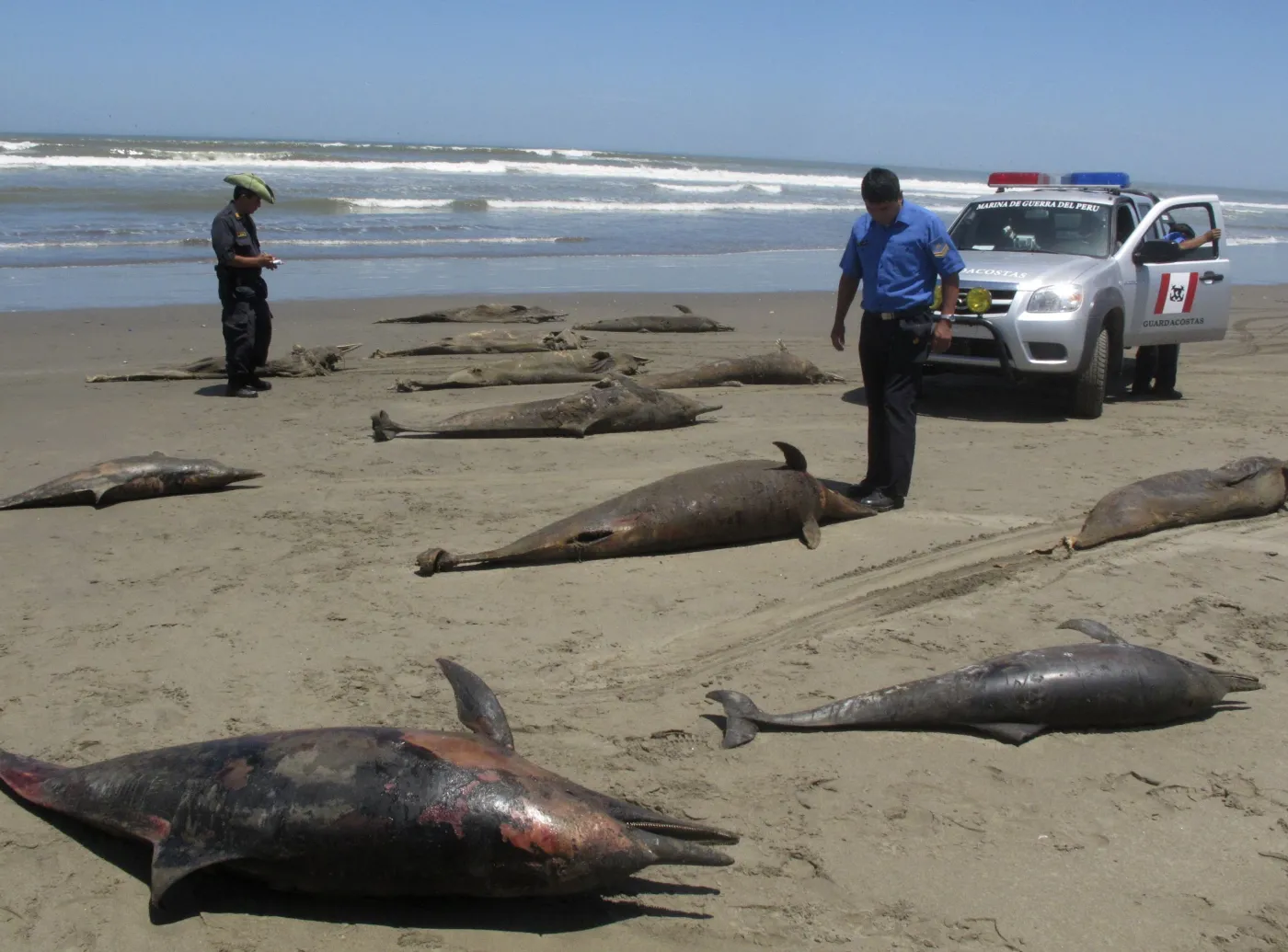 delfin delfiny martwe peru