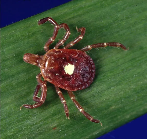 Kleszcz zwany Lone star tick