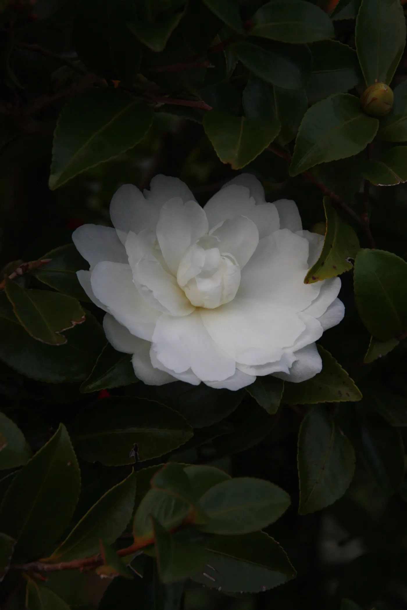 4620712-wyspa-jeju-korea-poludniowa.jpg