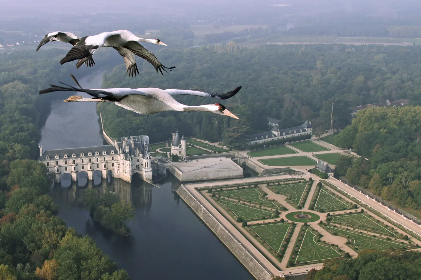 4410158-zurawie-na-zamkiem-chenonceau.jpg