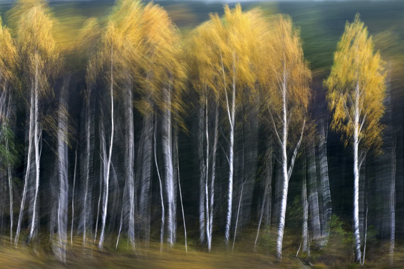 4694428-fotografia-dzikiej-przyrody.jpg