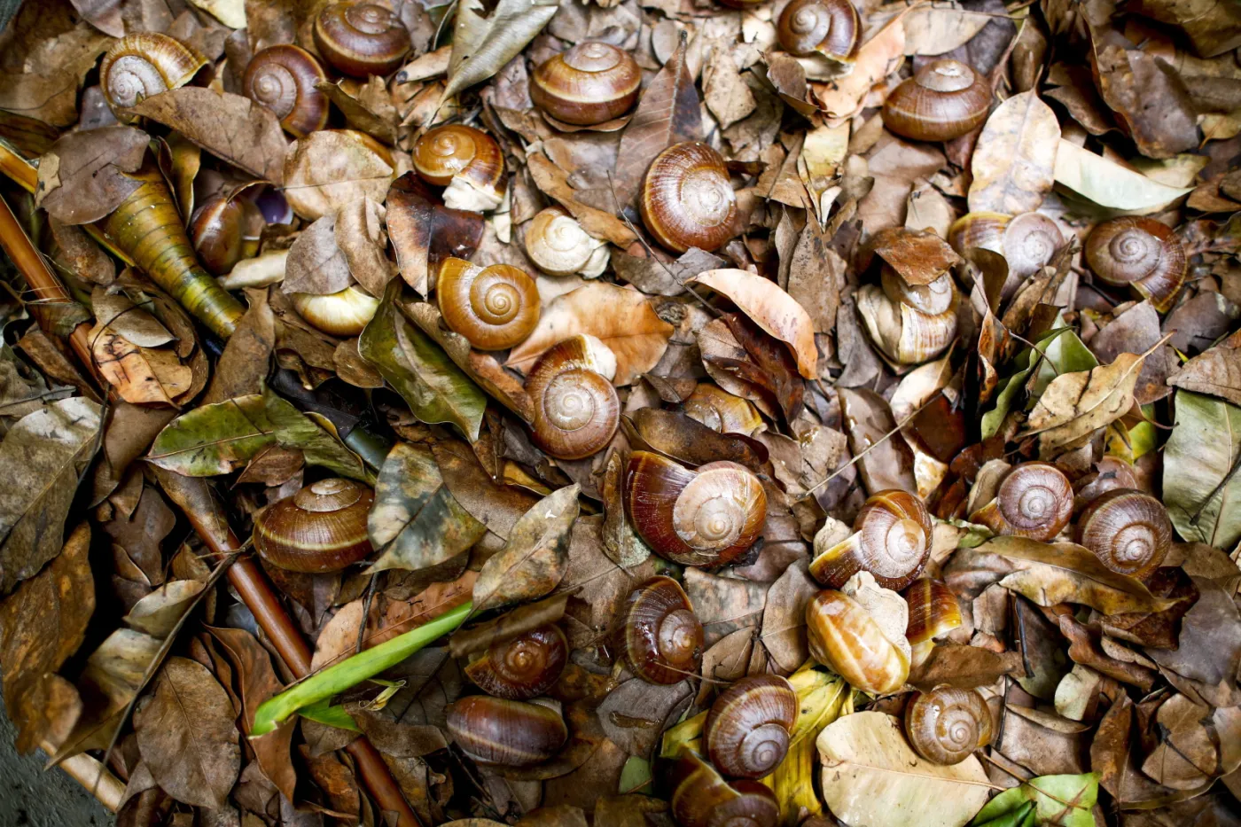 7448833-slimak-pomoze-zadbac-o-piekna.jpg
