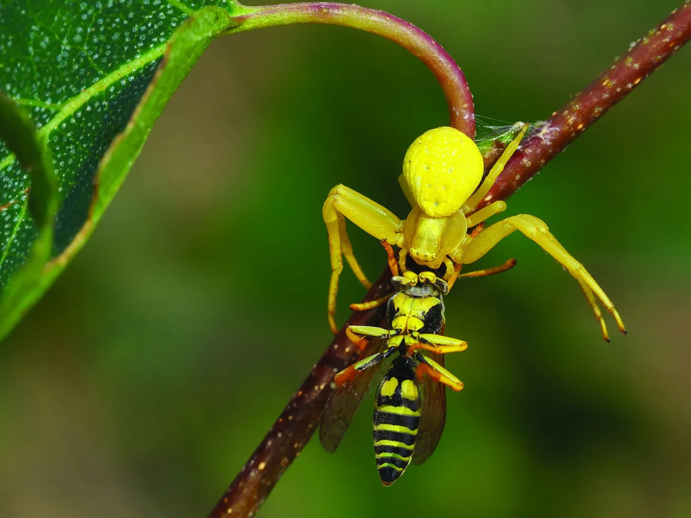 8001250-zdjecie-z-albumu-opowiesci-z.jpg