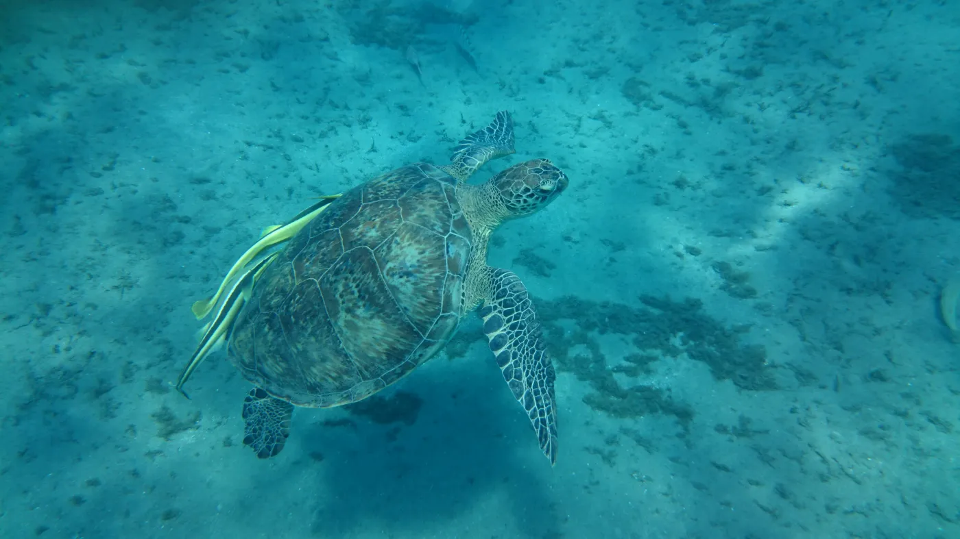 Żółw sfotografowany aparatem Sony Xperia Z3 plus