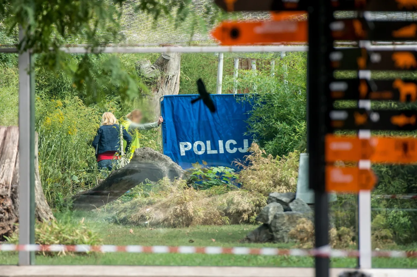 Dlaczego tygrys zabił pracownika? ZDJĘCIA z wrocławskiego zoo.