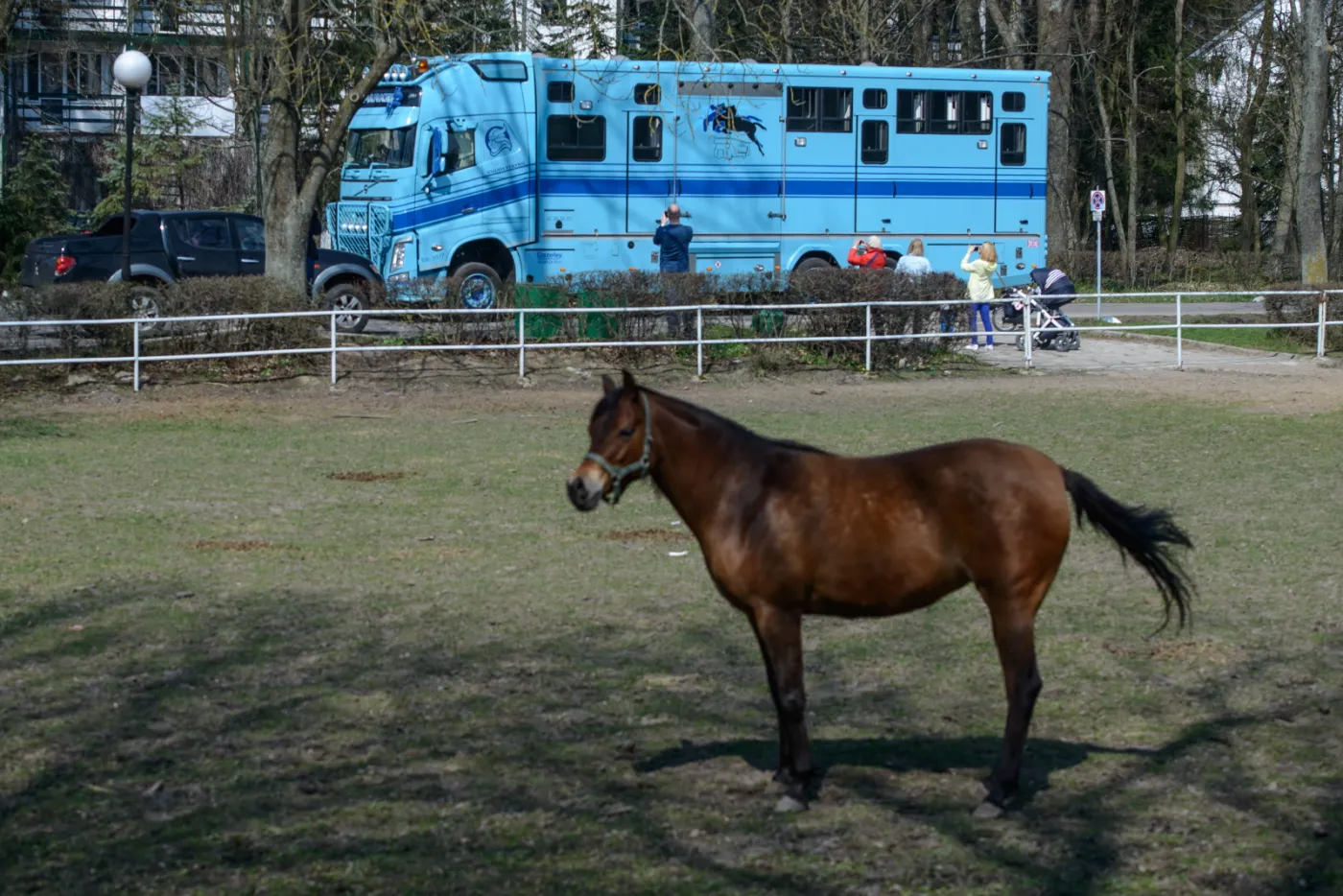 8911689-przygotowania-do-wywozki-koni.jpg