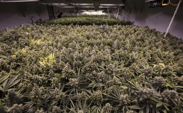 Jak uprawia się medyczną marihuanę? Ekspert: W Polsce jesteśmy gotowi nawet na duże pole