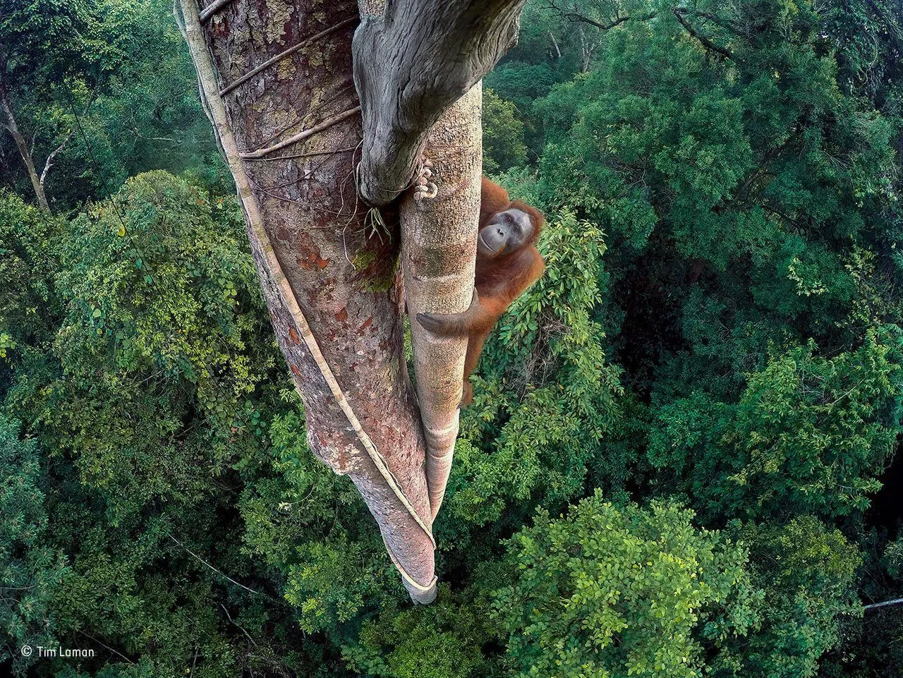 9549954-konkurs-wildlife-photographer.jpg