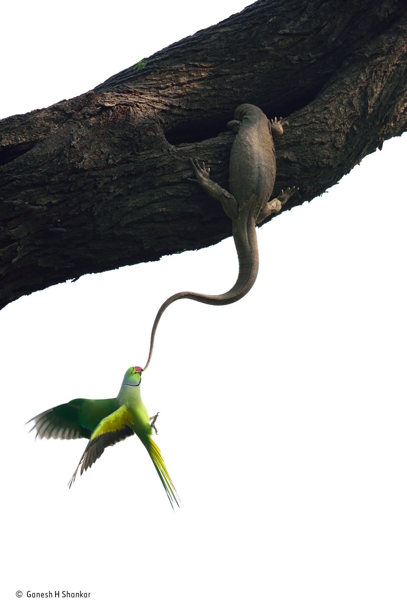 9550017-konkurs-wildlife-photographer.jpg