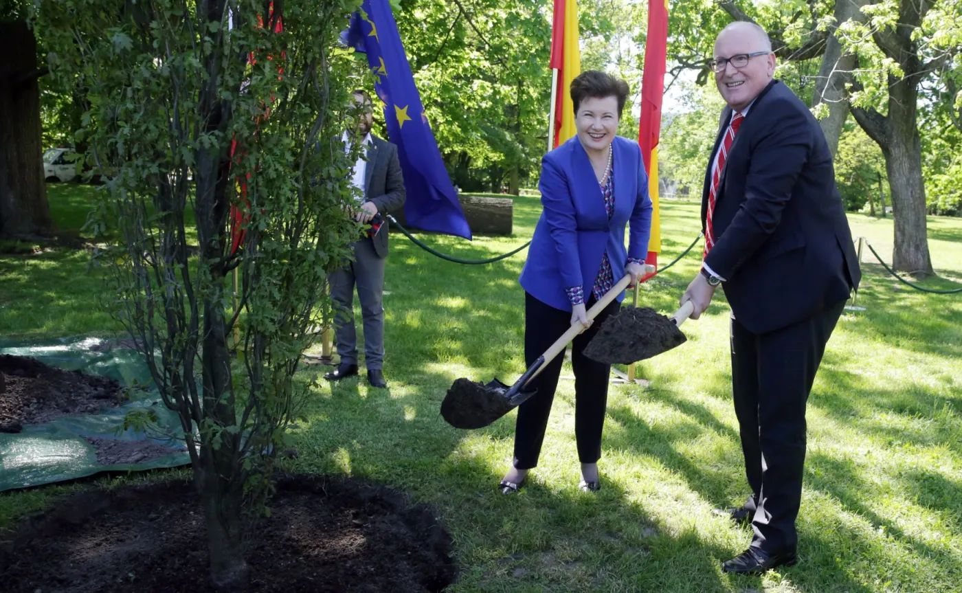 Frans Timmermans sadzi dąb