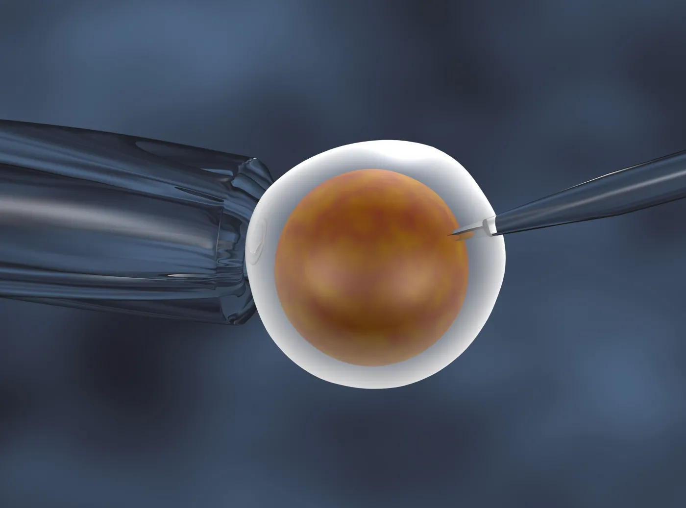 in vitro zapłodnienie komórka jajowa