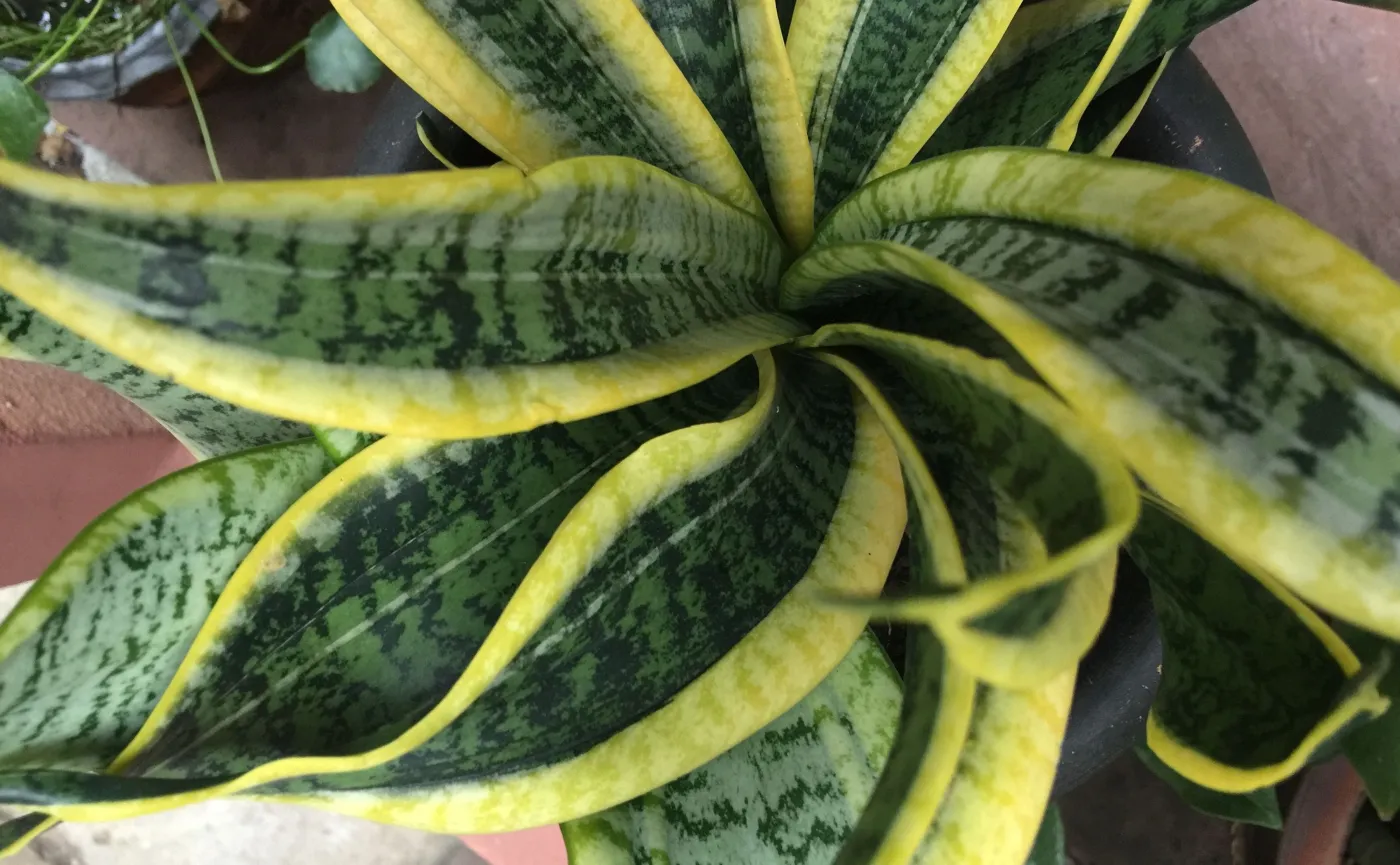 Kwiat doniczkowy: Sansevieria 