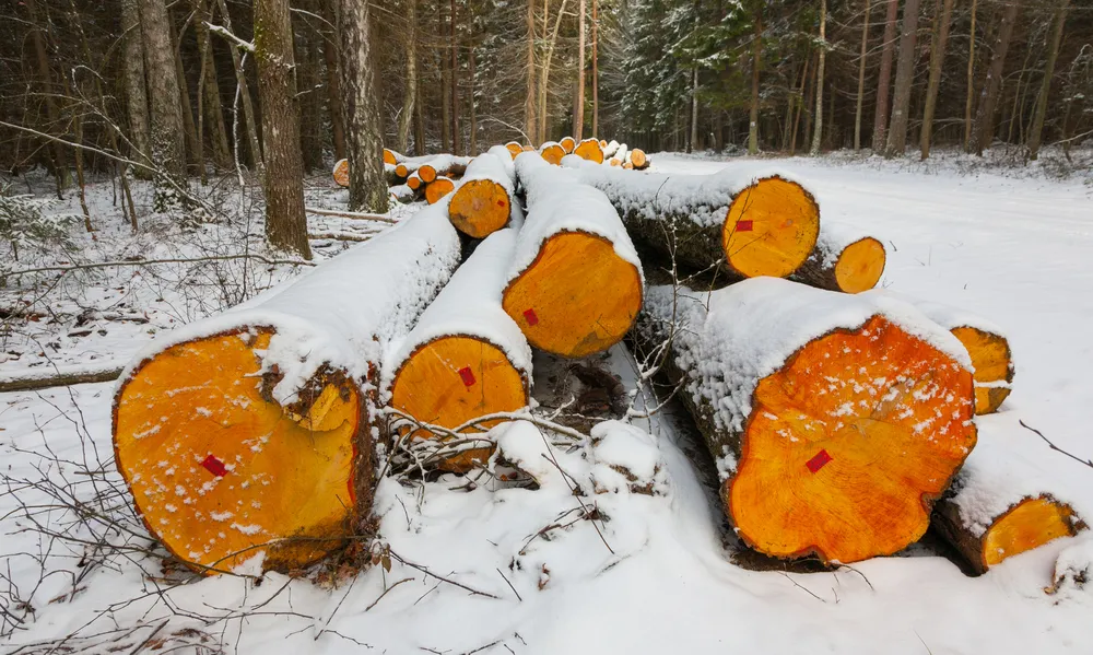Puszcza Białowieska wycinka