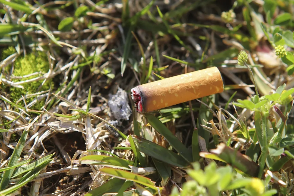 Najwyższy stopień zagrożenia pożarowego w większości polskich lasów