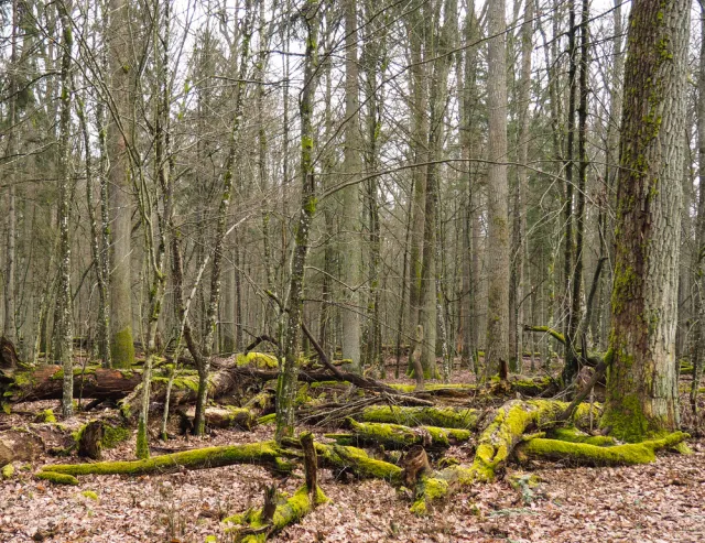 Do 11 kwietnia zakaz wstępu do lasów i parków narodowych