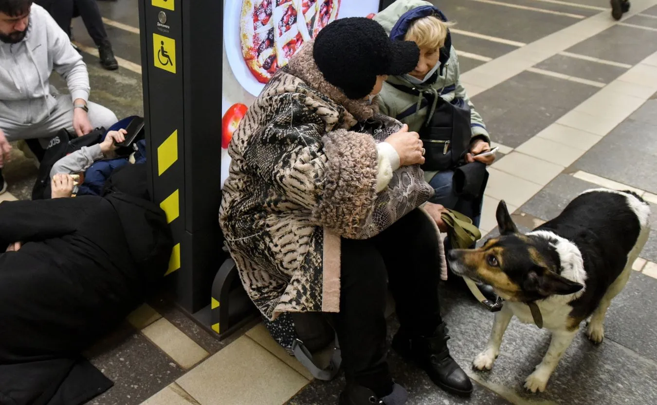 Ciche ofiary wojny. Jak pomóc zwierzętom z Ukrainy?