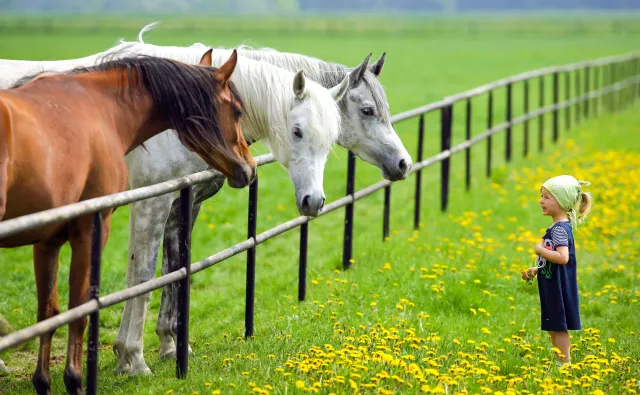 Ilu Polaków w czasie „covidowym” wybrało wieś jako miejsce zamieszkania?