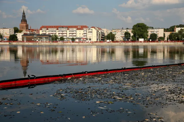 W próbkach z Odry są obecne silne toksyny. Ekspert wyjaśnia czym są tzw. złote algi