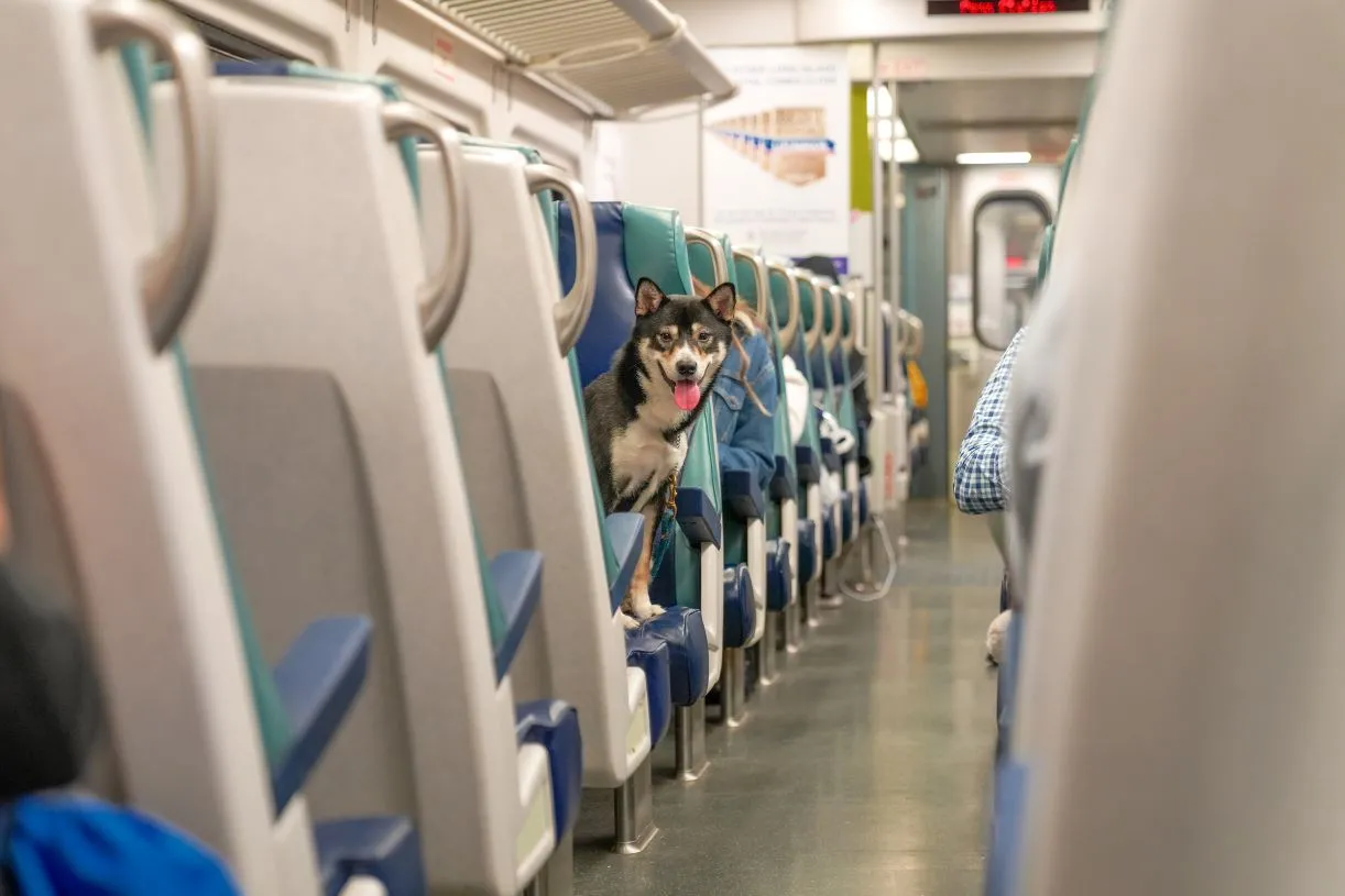 pies pociąg transport podróż kolej pkp intercity