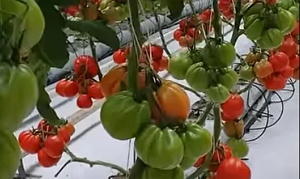 Pomidor odmiana Bawole serce