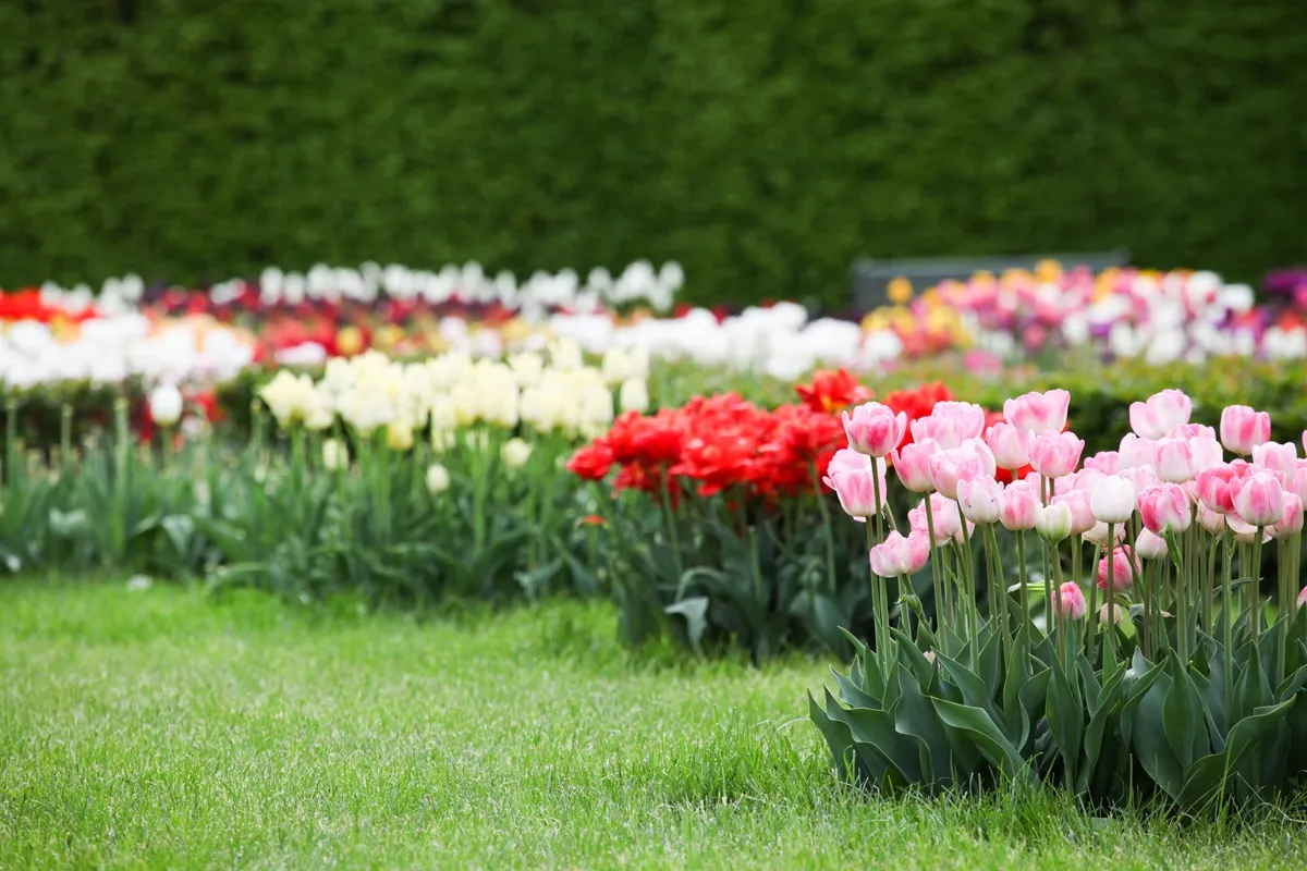tulipany kwiecień w ogrodzie
