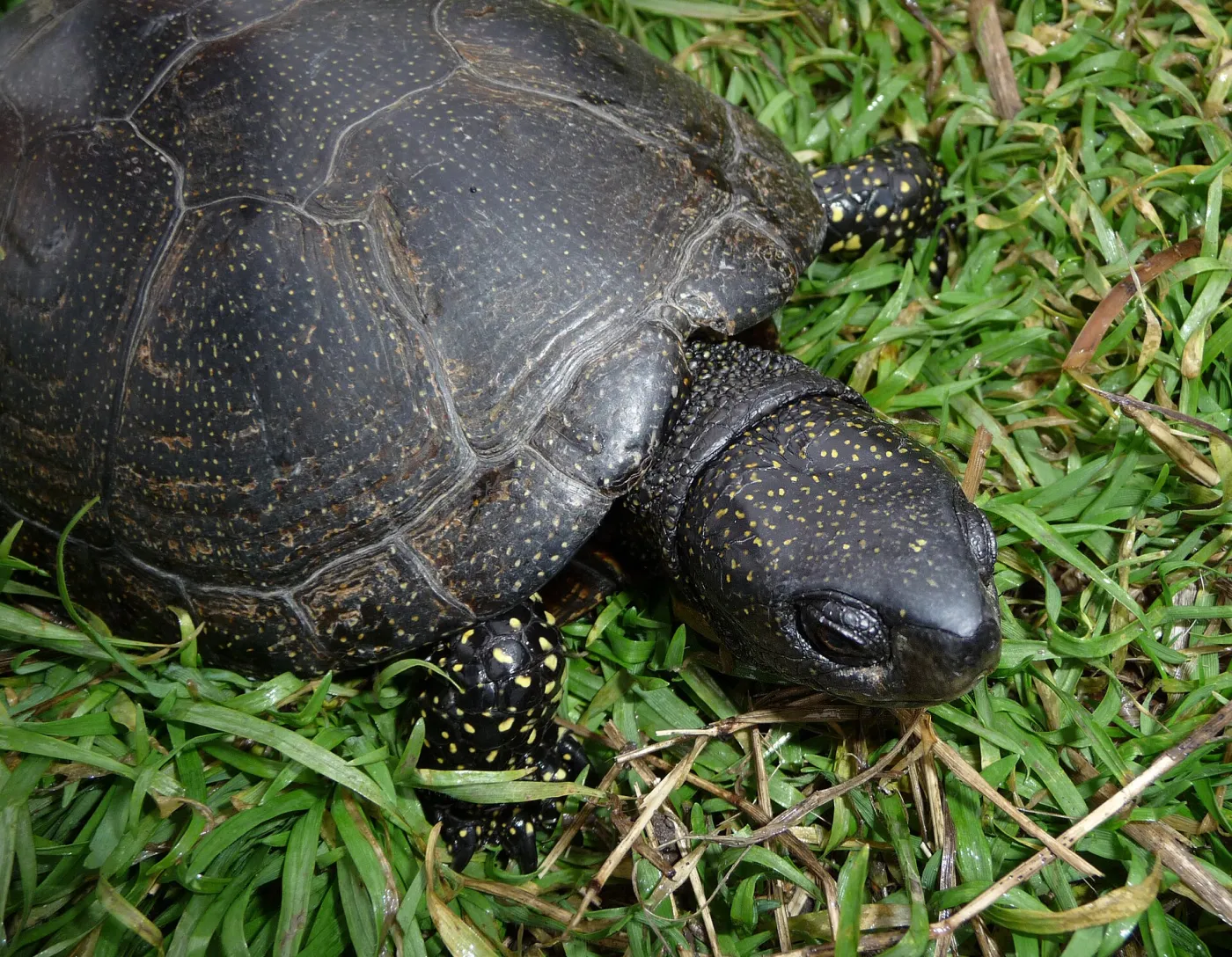 Żółw błotny (Emys orbicularis)