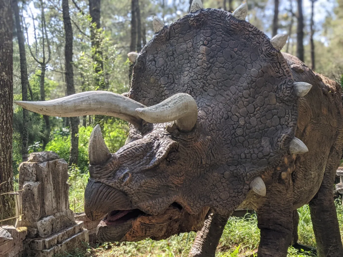 Triceratops