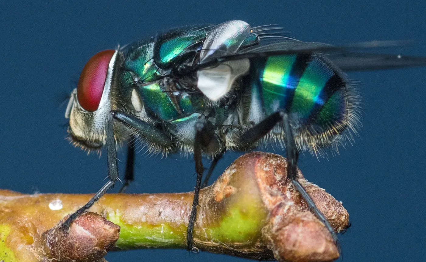 Czy muchy i karaluchy rozprzestrzeniają COVID-19? [BADANIA]