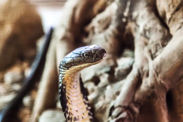 Egipska plaga w Wielkiej Brytanii albo o tym, dlaczego zakup węża to bardzo zły pomysł