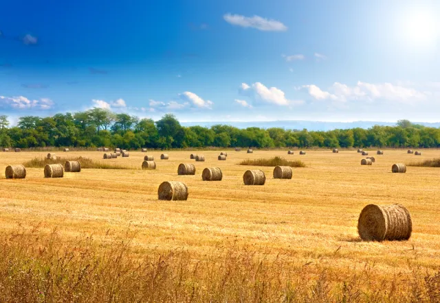 Kandydat na ministra rolnictwa Stanisław Kalemba chce prywatyzacji Elewarru 