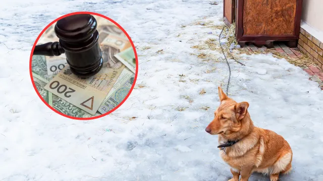 100 tysięcy złotych kary dla właścicieli psów za trzymanie ich na łańcuchu. Służby sprawdzą warunki bytowe zwierząt