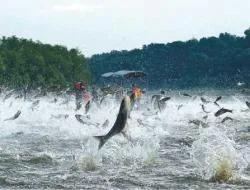 Na walkę z azjatyckim karpiem Barack Obama chce wydać 80 mln dol.