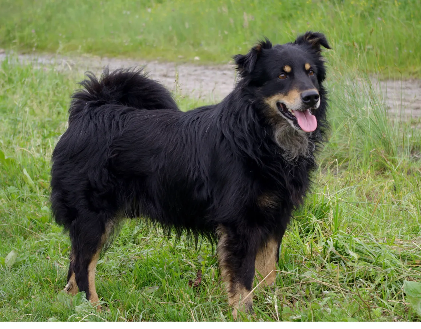 Farmaceutyczni giganci zabiegają o rynek leków dla zwierząt