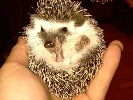 Jeż pigmejski - nowy hit komunijny