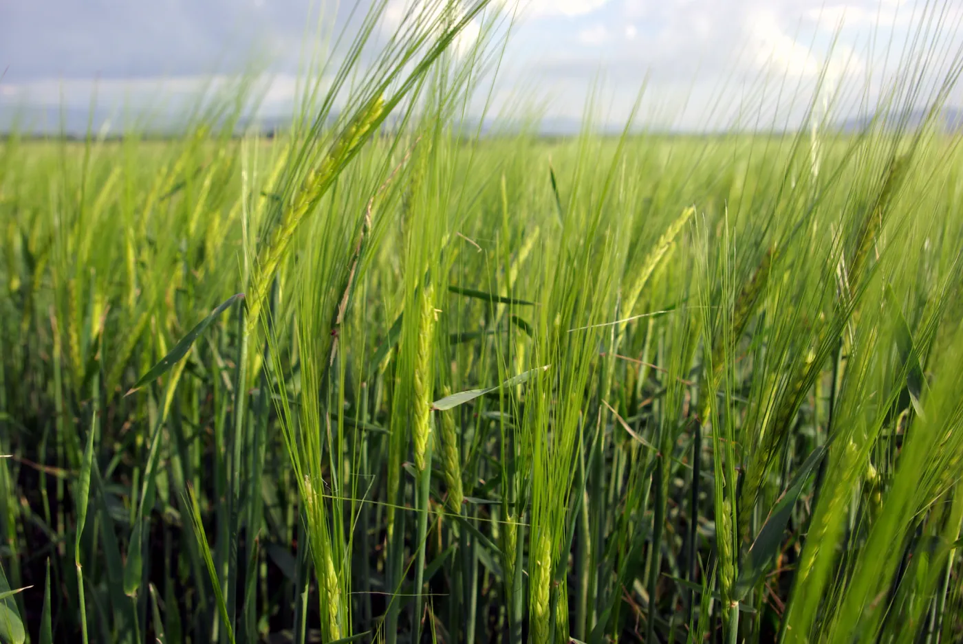 W polskich elektrowniach i elektrociepłowniach można już spalać zboże