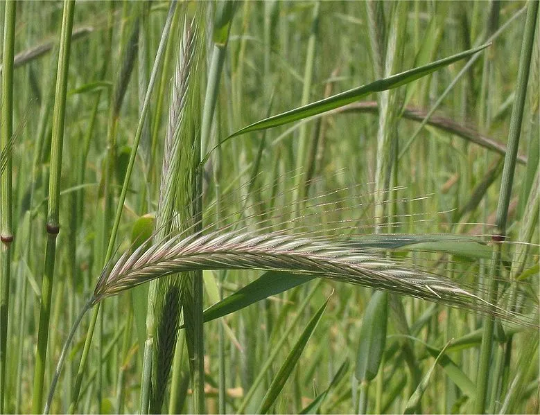 Dziekoński: prezydent skłania się do podpisania ustawy o paszach
